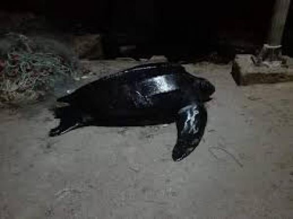 بالفيديو: سلحفاة سوداء نادرة تعلق بشاطئ نواحي الناظور